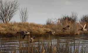 Скриншот игры scr4