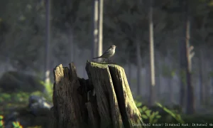 Скриншот игры scr5