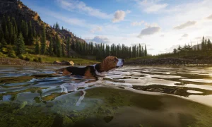 Скриншот игры scr8