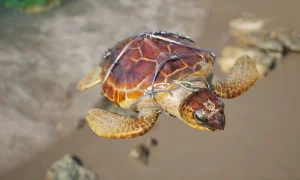 Скриншот игры scr7